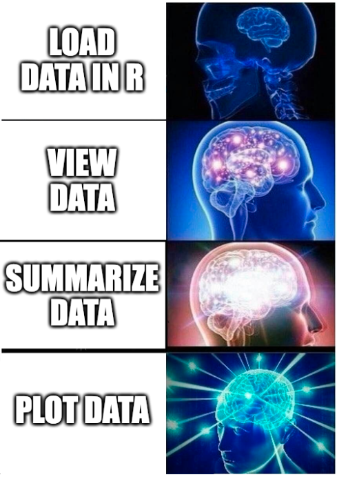 Expanding brain meme: Skeleton head with tiny brain = Load data in R; Normal-sized brain with sparkles = View data; Brain with a few rays of light shooting out = Summarize data; Brain with lots of rays and sparkles shooting out = Plot data